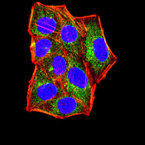 Figure 6:Immunofluorescence analysis of Hela cells using IL1B mouse mAb (green). Blue: DRAQ5 fluorescent DNA dye. Red: Actin filaments have been labeled with Alexa Fluor- 555 phalloidin. Secondary antibody from Fisher (Cat#: 35503)