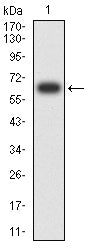 Figure 2:Western blot analysis using KRT15 mAb against human KRT15 (AA: 105-456) recombinant protein. (Expected MW is 66 kDa)