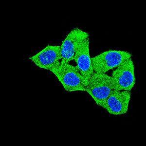 Figure 5:Immunofluorescence analysis of Hela cells using TLR10 mouse mAb (green). Blue: DRAQ5 fluorescent DNA dye. Red: Actin filaments have been labeled with Alexa Fluor- 555 phalloidin. Secondary antibody from Fisher (Cat#: 35503)