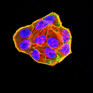 Figure 10:Immunofluorescence analysis of Hela cells using KMT2A mouse mAb (green). Blue: DRAQ5 fluorescent DNA dye. Red: Actin filaments have been labeled with Alexa Fluor- 555 phalloidin. Secondary antibody from Fisher (Cat#: 35503)