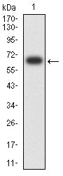 Figure 2:Western blot analysis using KRT13 mAb against human KRT13 (AA: 104-458) recombinant protein. (Expected MW is 66.5 kDa)