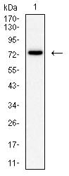 Figure 3:Western blot analysis using NDC80 mouse mAb against Jurkat (1) cell lysate.