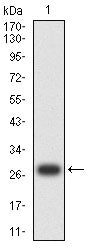 Figure 2:Western blot analysis using MAGEA4 mAb against human MAGEA4 (AA: 1-225) recombinant protein. (Expected MW is 27.2 kDa)