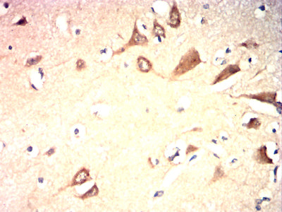 Figure 6:Immunohistochemical analysis of paraffin-embedded brain tissues using B4GALNT1 mouse mAb with DAB staining.