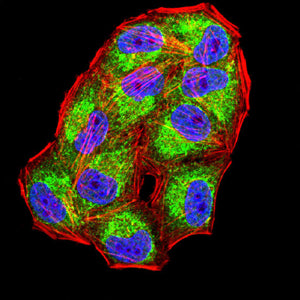 Figure 10:Immunofluorescence analysis of Hela cells using CD1A mouse mAb (green). Blue: DRAQ5 fluorescent DNA dye. Red: Actin filaments have been labeled with Alexa Fluor- 555 phalloidin. Secondary antibody from Fisher (Cat#: 35503)