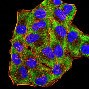 Figure 6:Immunofluorescence analysis of Hela cells using G6D mouse mAb (green). Blue: DRAQ5 fluorescent DNA dye. Red: Actin filaments have been labeled with Alexa Fluor- 555 phalloidin. Secondary antibody from Fisher (Cat#: 35503)