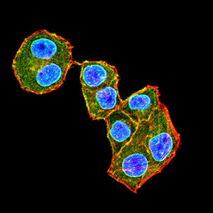 Figure 4:Immunofluorescence analysis of Hela cells using CD210 mouse mAb (green). Blue: DRAQ5 fluorescent DNA dye. Red: Actin filaments have been labeled with Alexa Fluor- 555 phalloidin. Secondary antibody from Fisher (Cat#: 35503)