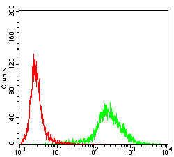 Figure 6:Flow cytometric analysis of K562 cells using XRCC1 mouse mAb (green) and negative control (red).