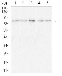 Figure 4:Western blot analysis using SCARB1 mouse mAb against Hela (1), U937 (2), HePG2 (3), NIH/3T3 (4), and mouse Liver (5) cell lysate.