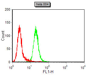 Figure 5:Flow cytometric analysis of Hela cells using CDK4 mouse mAb (green) and negative control (red).