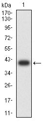 Figure 2:Western blot analysis using ATP1A1 mAb against human ATP1A1 (AA: 153-288) recombinant protein. (Expected MW is 40.5 kDa)