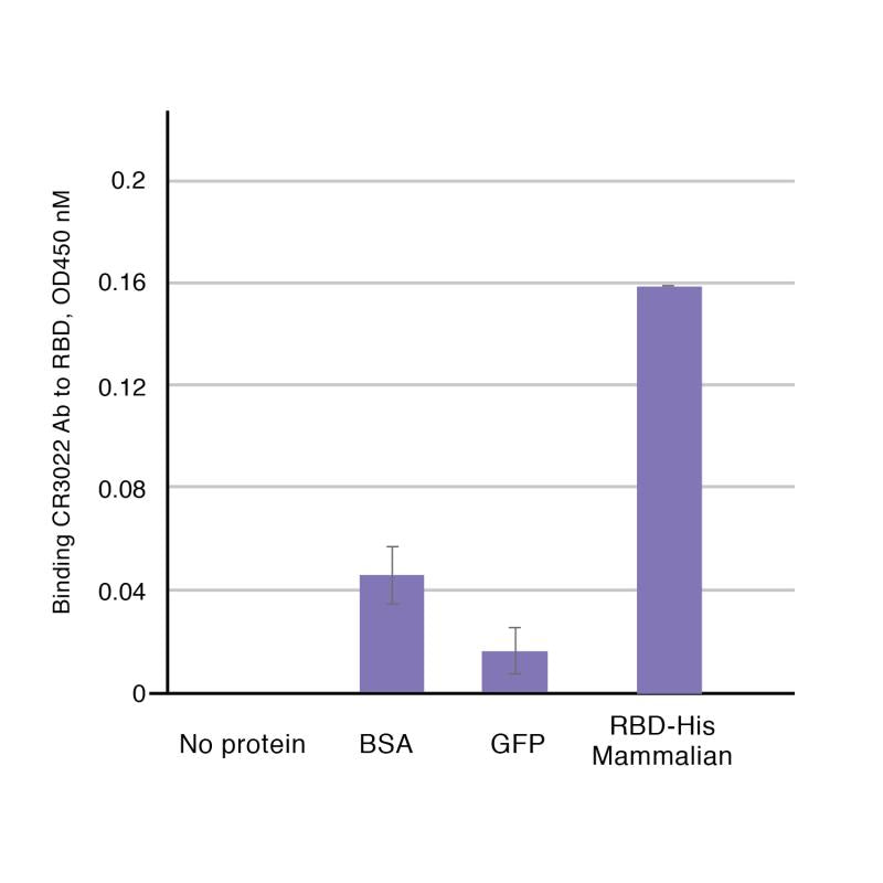 Figure 1: Binding of CR3022 to RBD by ELISA. For ELISA with BSA, GFP or RBD-His mammalian proteins CR3022 Ab was 1: 200 dilution; secondary anti- human Fc-HRP 1: 5000 dilution was used.