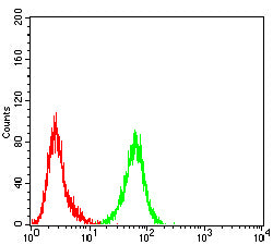 Figure 4: Flow cytometric analysis of Hela cells using CCNE1 mouse mAb (green) and negative control (red).