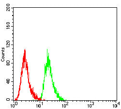 Figure 4: Flow cytometric analysis of Hela cells using MDM2 mouse mAb (green) and negative control (red).