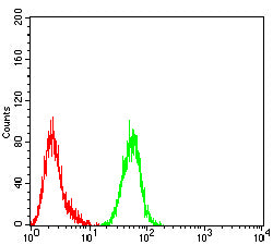 Figure 5: Flow cytometric analysis of Hela cells using WT1 mouse mAb (green) and negative control (red).