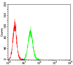 Figure 5: Flow cytometric analysis of Hela cells using GLUL mouse mAb (green) and negative control (red).