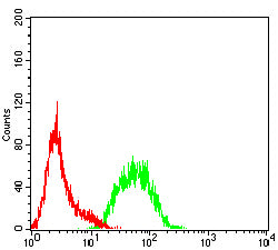 Figure 4: Flow cytometric analysis of Hela cells using FGF2 mouse mAb (green) and negative control (red).