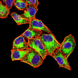 Figure 8: Immunofluorescence analysis of Hela cells using FGL1 mouse mAb (green). Blue: DRAQ5 fluorescent DNA dye. Red: Actin filaments have been labeled with Alexa Fluor- 555 phalloidin. Secondary antibody from Fisher (Cat#: 35503)