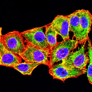 Figure 5: Immunofluorescence analysis of Hela cells using CD267 mouse mAb (green). Blue: DRAQ5 fluorescent DNA dye. Red: Actin filaments have been labeled with Alexa Fluor- 555 phalloidin. Secondary antibody from Fisher (Cat#: 35503)