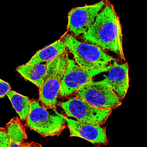 Figure 8: Immunofluorescence analysis of Hela cells using HAS1 mouse mAb (green). Blue: DRAQ5 fluorescent DNA dye. Red: Actin filaments have been labeled with Alexa Fluor- 555 phalloidin. Secondary antibody from Fisher (Cat#: 35503)