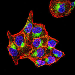 Figure 5: Immunofluorescence analysis of Hela cells using PSAP mouse mAb (green). Blue: DRAQ5 fluorescent DNA dye. Red: Actin filaments have been labeled with Alexa Fluor- 555 phalloidin. Secondary antibody from Fisher (Cat#: 35503)