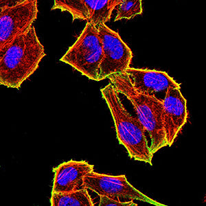 Figure 5: Immunofluorescence analysis of Hela cells using TET2 mouse mAb (green). Blue: DRAQ5 fluorescent DNA dye. Red: Actin filaments have been labeled with Alexa Fluor- 555 phalloidin. Secondary antibody from Fisher (Cat#: 35503)