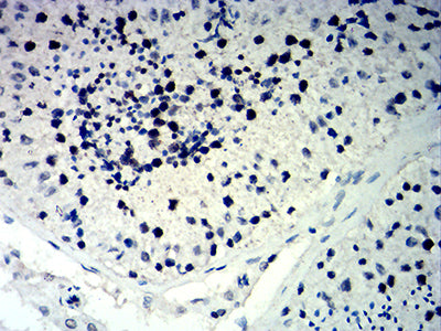 Figure 7: Immunohistochemical analysis of paraffin-embedded testis tissues using CDKN1C mouse mAb with DAB staining.