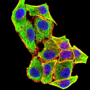 Figure 6: Immunofluorescence analysis of Hela cells using MYLK mouse mAb (green). Blue: DRAQ5 fluorescent DNA dye. Red: Actin filaments have been labeled with Alexa Fluor- 555 phalloidin. Secondary antibody from Fisher (Cat#: 35503)