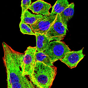 Figure 7: Immunofluorescence analysis of Hela cells using CD207 mouse mAb (green). Blue: DRAQ5 fluorescent DNA dye. Red: Actin filaments have been labeled with Alexa Fluor- 555 phalloidin. Secondary antibody from Fisher (Cat#: 35503)