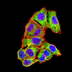 Figure 7: Immunofluorescence analysis of Hela cells using ALB mouse mAb (green). Blue: DRAQ5 fluorescent DNA dye. Red: Actin filaments have been labeled with Alexa Fluor- 555 phalloidin. Secondary antibody from Fisher (Cat#: 35503)