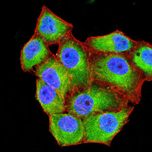 Figure 8: Immunofluorescence analysis of Hela cells using CD99 mouse mAb (green). Blue: DRAQ5 fluorescent DNA dye. Red: Actin filaments have been labeled with Alexa Fluor- 555 phalloidin. Secondary antibody from Fisher (Cat#: 35503)