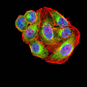 Figure 7: Immunofluorescence analysis of hela cells using GLUL mouse mAb (green). Blue: DRAQ5 fluorescent DNA dye. Red: Actin filaments have been labeled with Alexa Fluor- 555 phalloidin. Secondary antibody from Fisher (Cat#: 35503)