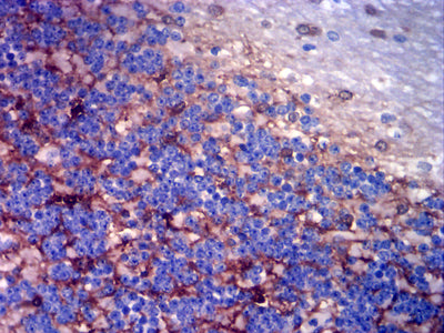 Figure 6: Immunohistochemical analysis of paraffin-embedded cerebellar tissues using GLUL mouse mAb with DAB staining.