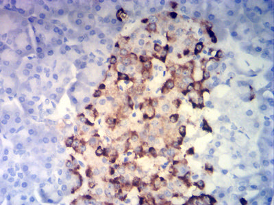 Figure 7: Immunohistochemical analysis of paraffin-embedded pancreatic tissues using CHGA mouse mAb with DAB staining.