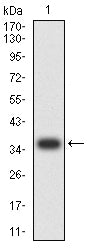 Figure 2: Western blot analysis using PD1 mAb against human PD1 (AA: 192-288) recombinant protein. (Expected MW is 36.5 kDa)