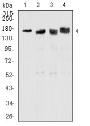 Figure 4: Western blot analysis using TOP2A mouse mAb against PC-12 (1), Hela (2), Jurkat (3), and K562 (4) cell lysate.