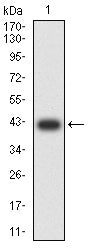 Figure 2: Western blot analysis using MUC5B mAb against human MUC5B (AA: 5630-5757) recombinant protein. (Expected MW is 40.9 kDa)