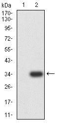 Figure 3: Western blot analysis using CD3D mAb against HEK293 (1) and CD3D (AA: 127-171)-hIgGFc transfected HEK293 (2) cell lysate.