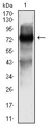 Figure 4: Western blot analysis using SOX11 mouse mAb against Y-79 (1) cell lysate.