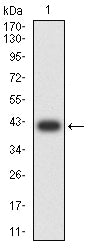 Figure 2: Western blot analysis using ACTA2 mAb against human ACTA2 (AA: 2-124) recombinant protein. (Expected MW is 40 kDa)