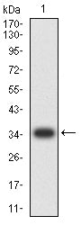 Figure 2: Western blot analysis using MUC5AC mAb against human MUC5AC (AA: 28-327) recombinant protein. (Expected MW is 35.6 kDa)