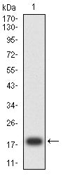 Figure 2: Western blot analysis using SERPINA1 mAb against human SERPINA1 (AA: 269-419) recombinant protein. (Expected MW is 19.3 kDa)