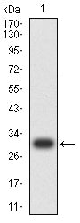 Figure 2: Western blot analysis using TET2 mAb against human TET2 recombinant protein. (Expected MW is 31 kDa)