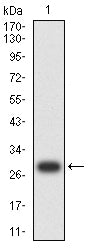 Figure 2: Western blot analysis using BAX mAb against human BAX recombinant protein. (Expected MW is 29.3 kDa)