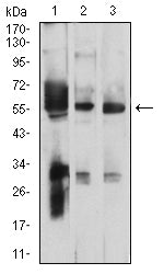 Figure 4: Western blot analysis using PSAP mouse mAb against HEK293 (1), C6 (2), and HT1080 (3) cell lysate.