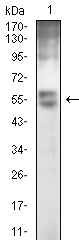 Figure 4: Western blot analysis using GPC3 mouse mAb against HEK293 (1) cell lysate.