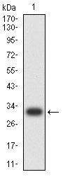 Figure 2: Western blot analysis using CD137 mAb against human CD137 (AA: 214-255) recombinant protein. (Expected MW is 30.9 kDa)