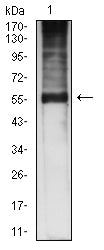 Figure 4: Western blot analysis using CDKN1C mouse mAb against SK-Br-3 (1) cell lysate.