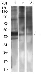 Figure 4: Western blot analysis using CD314 mouse mAb against Rat Spleen (1), A549 (2), and HepG2 (3) cell lysate.