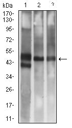 Figure 4: Western blot analysis using CD314 mouse mAb against Rat Spleen (1), A549 (2), and HepG2 (3) cell lysate.